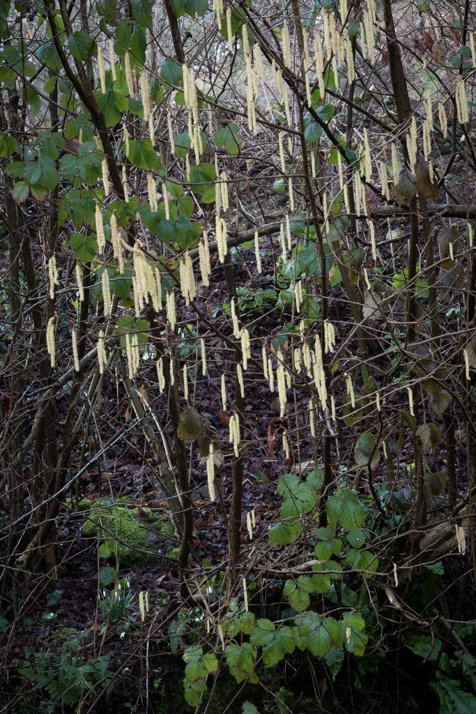 Detail of Hazel catkins by Philip Smith