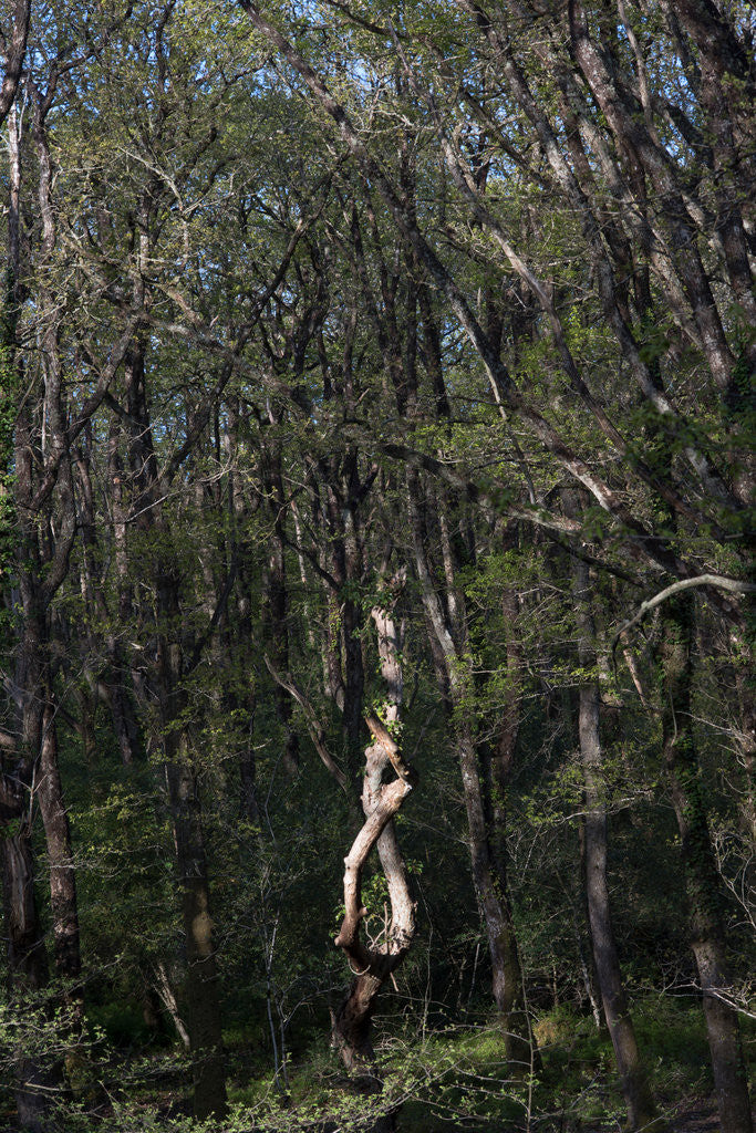 Detail of Yarner Woods by Philip Smith