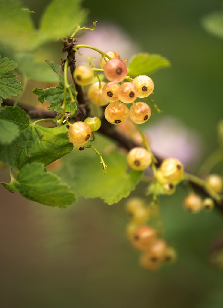 Detail of White Berries by Philip Smith
