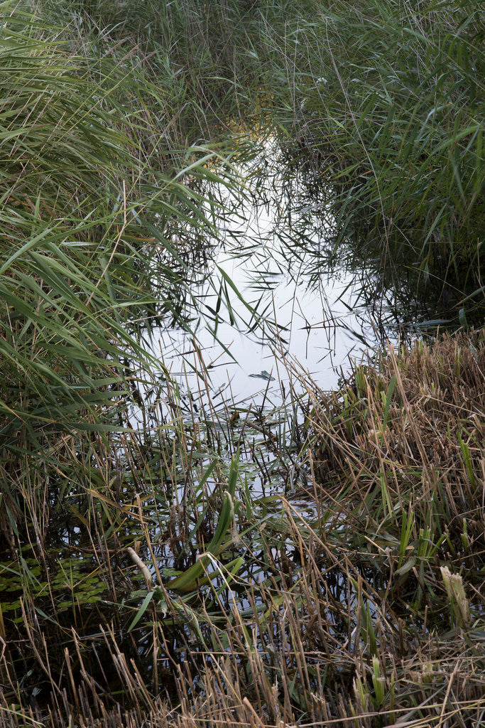 Detail of Strumpshaw Fen by Philip Smith