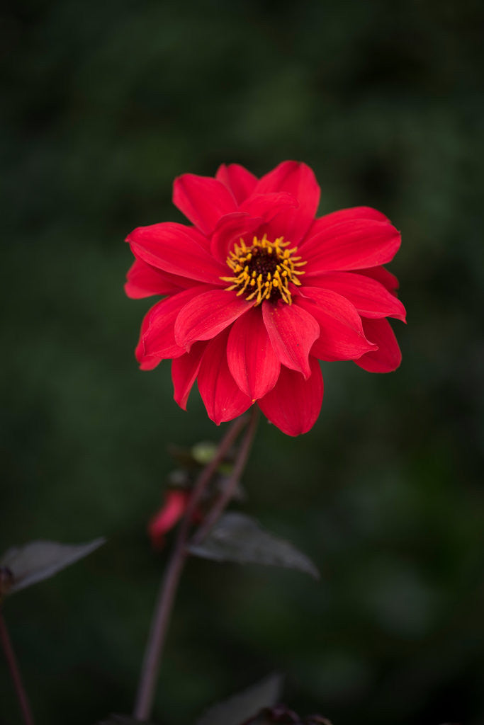 Detail of Dahila 'Bishop of Llandaff' by Philip Smith