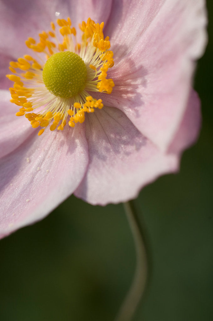 Detail of Japanese Anemone by Philip Smith