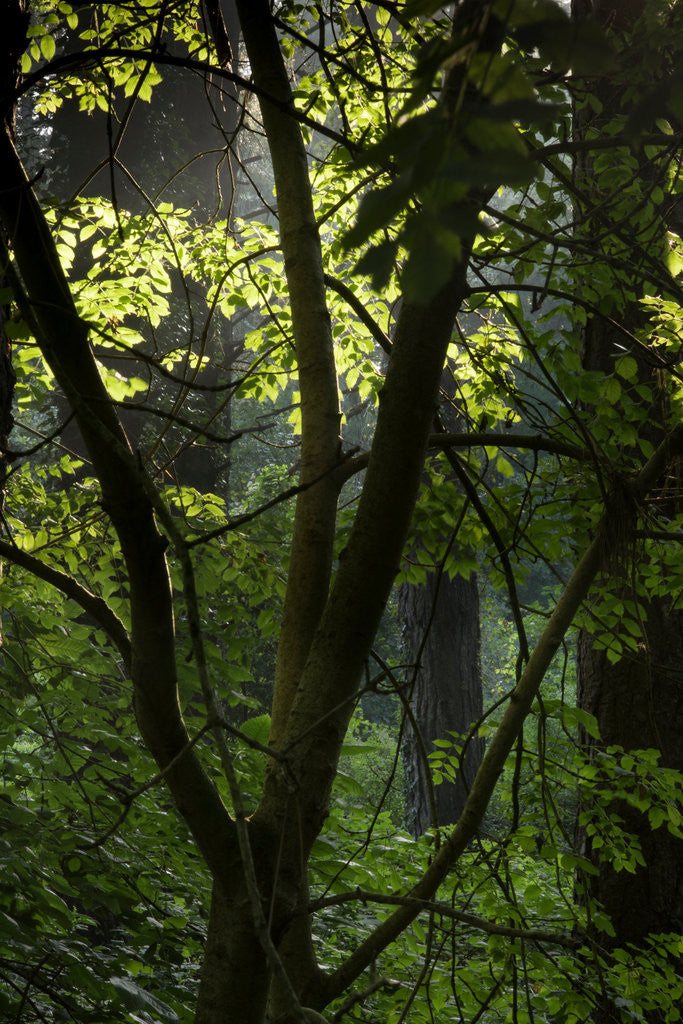 Detail of Cwm Ivy by Philip Smith