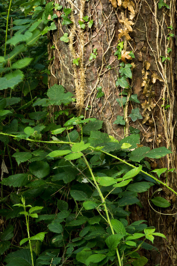 Detail of Cwm Ivy by Philip Smith