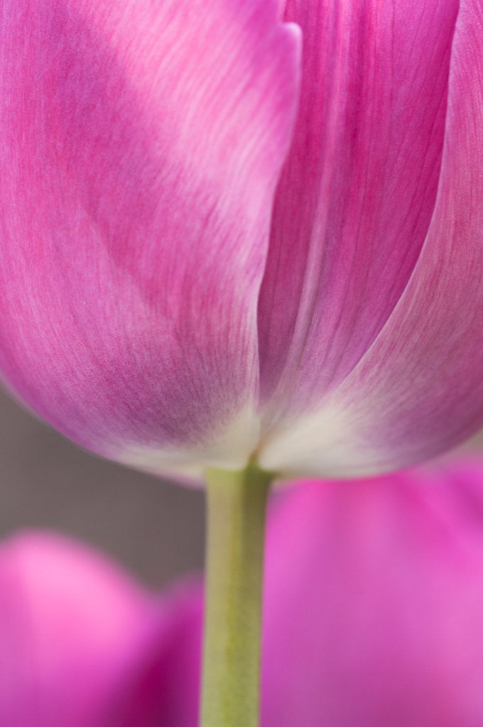 Detail of Tulip 'Atilla' by Philip Smith
