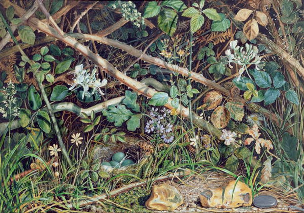 Detail of A Bird's Nest among Brambles, Honeysuckle and Undergrowth, 1858 by John Sherrin