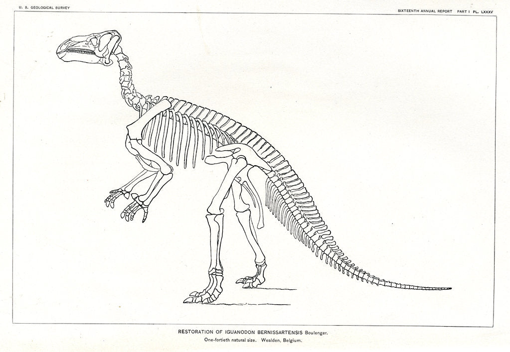 Detail of ‘Iguanodon bernissartensis’ by Unknown