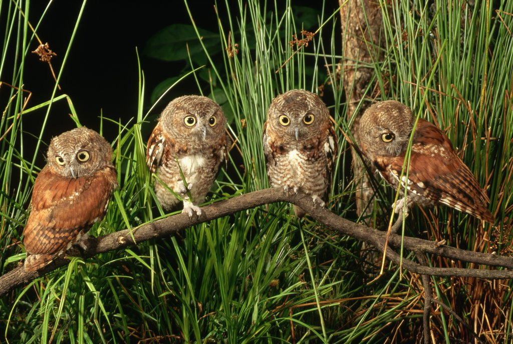 Detail of Eastern Screech Owl Fledglings by Anonymous