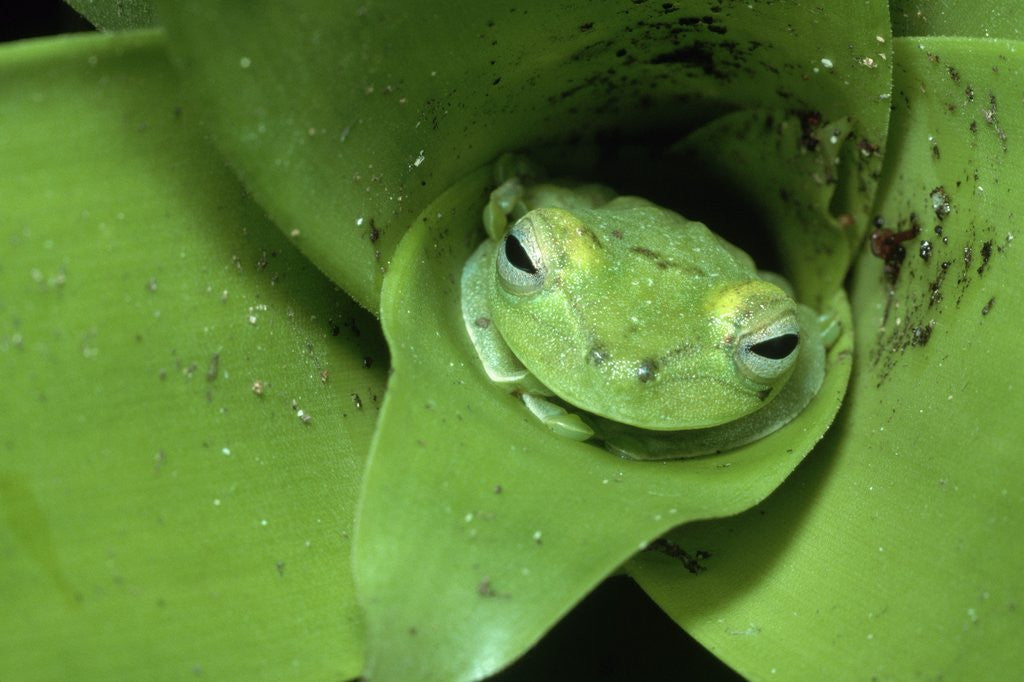 Detail of Treefrog in Center of Plant by Anonymous