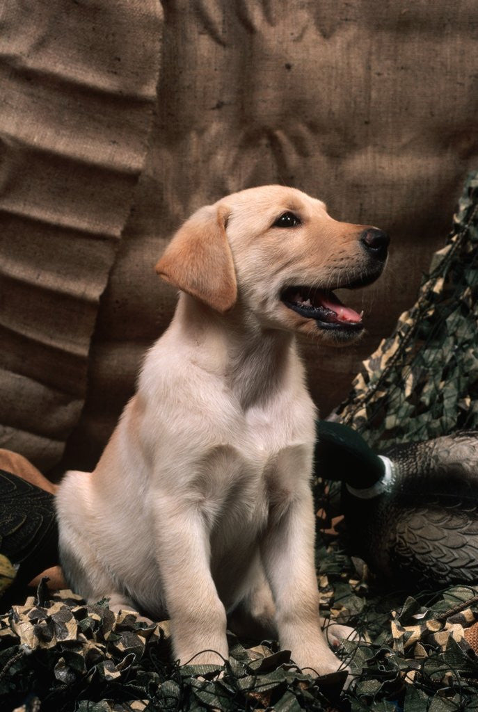 Detail of Labrador Retriever Puppy by Anonymous