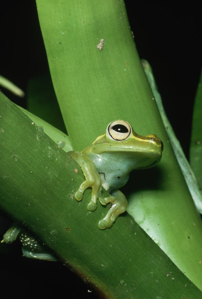 Detail of Treefrog by Anonymous