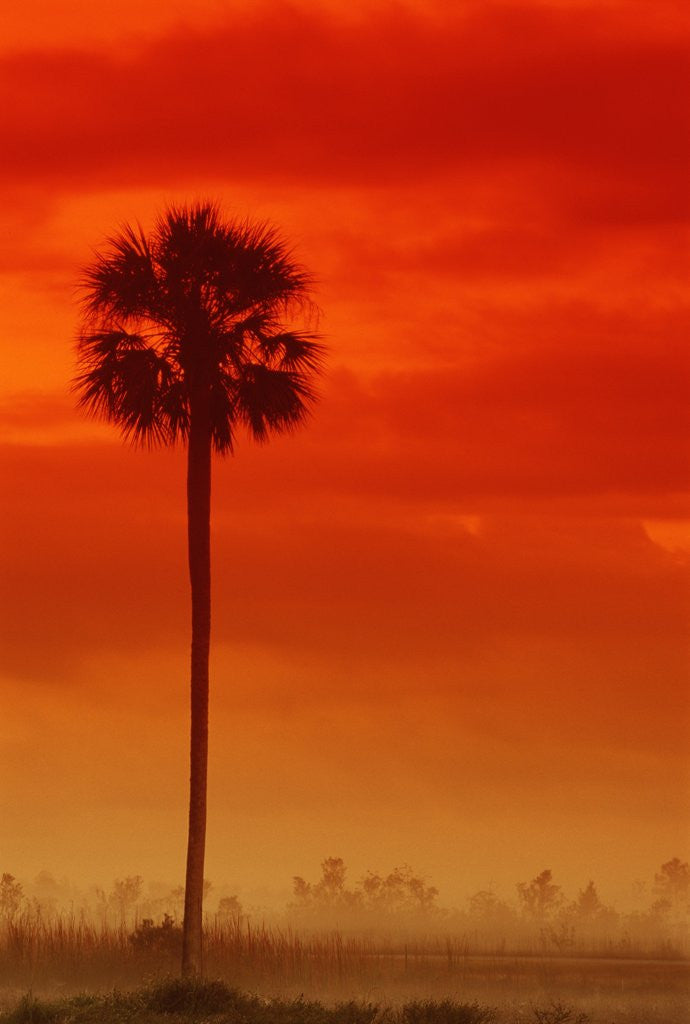 Detail of Royal Palm in Everglades by Anonymous