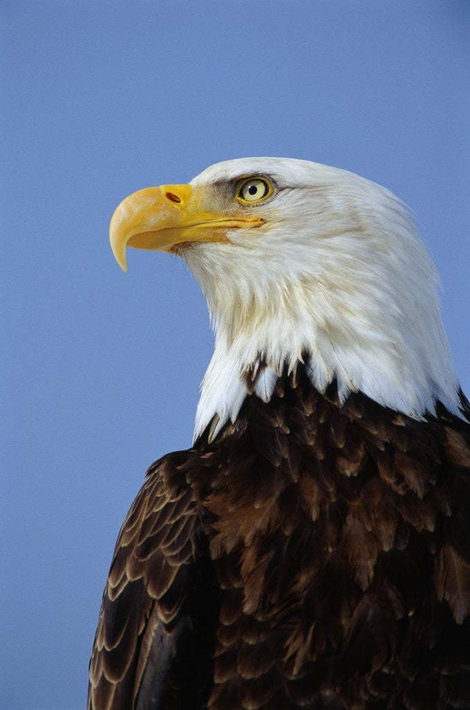 Detail of Profile of a Bald Eagle by Anonymous