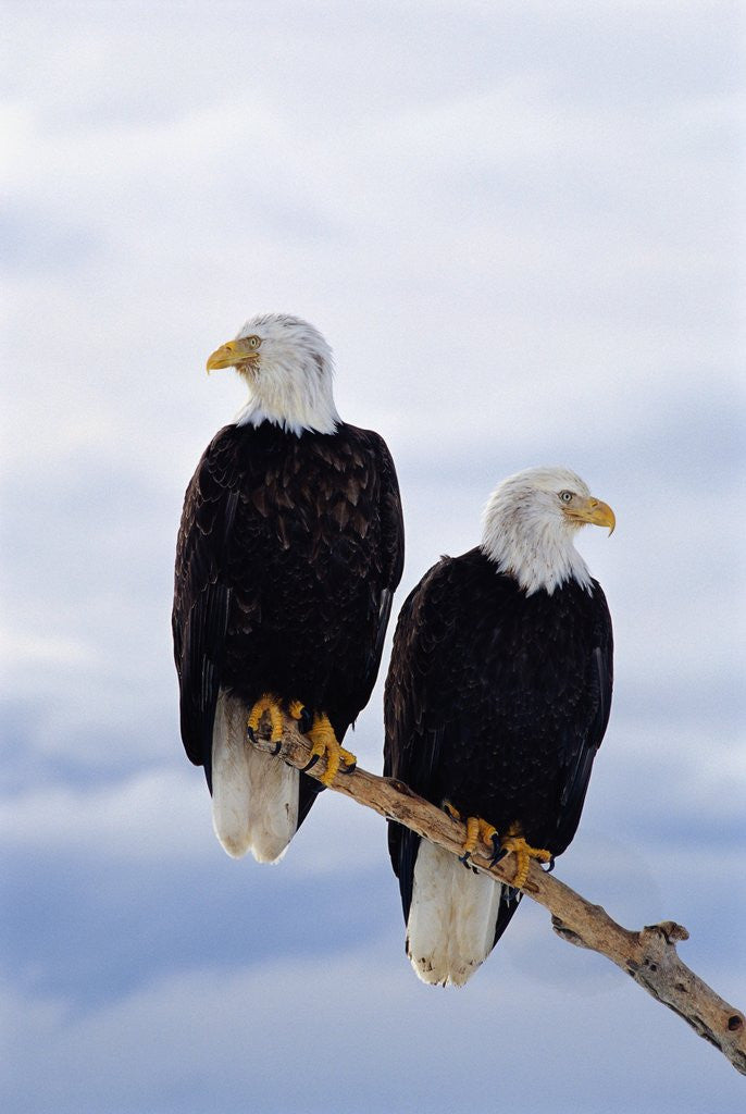 Detail of Bald Eagles on Tree Branch by Corbis