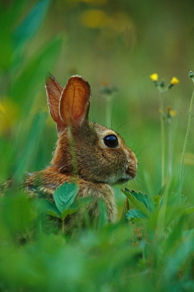 Detail of Cottontail Rabbit in the Grass by Anonymous