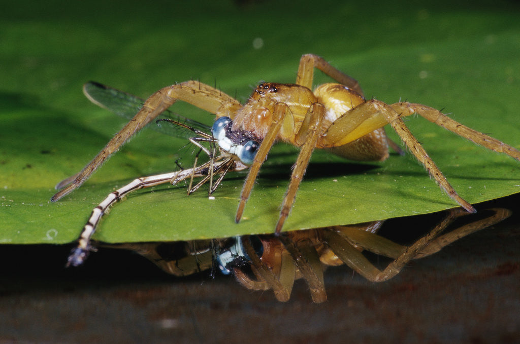 Detail of Six-Spotted Fishing Spider Eating Damselfly by Corbis