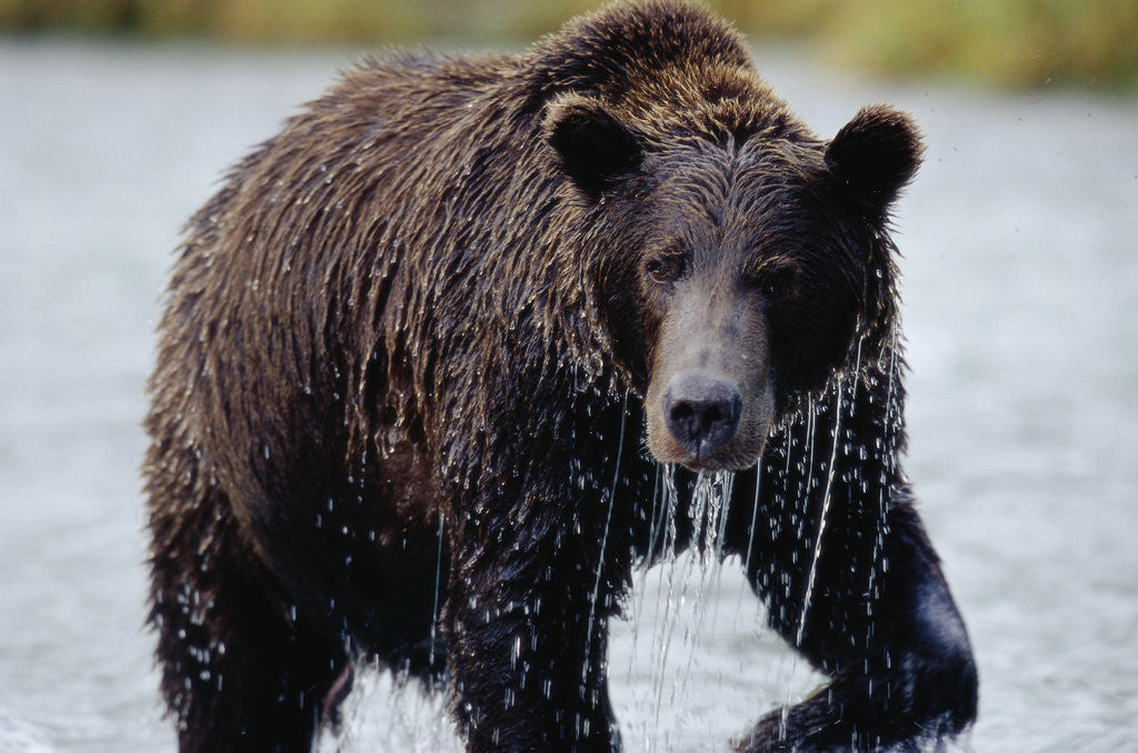 Detail of Brown Bear in Salmon Stream by Corbis
