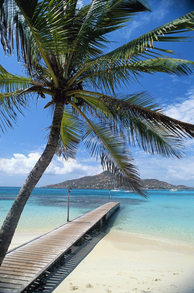 Detail of Palm Tree Hanging Over Beach Dock by Anonymous