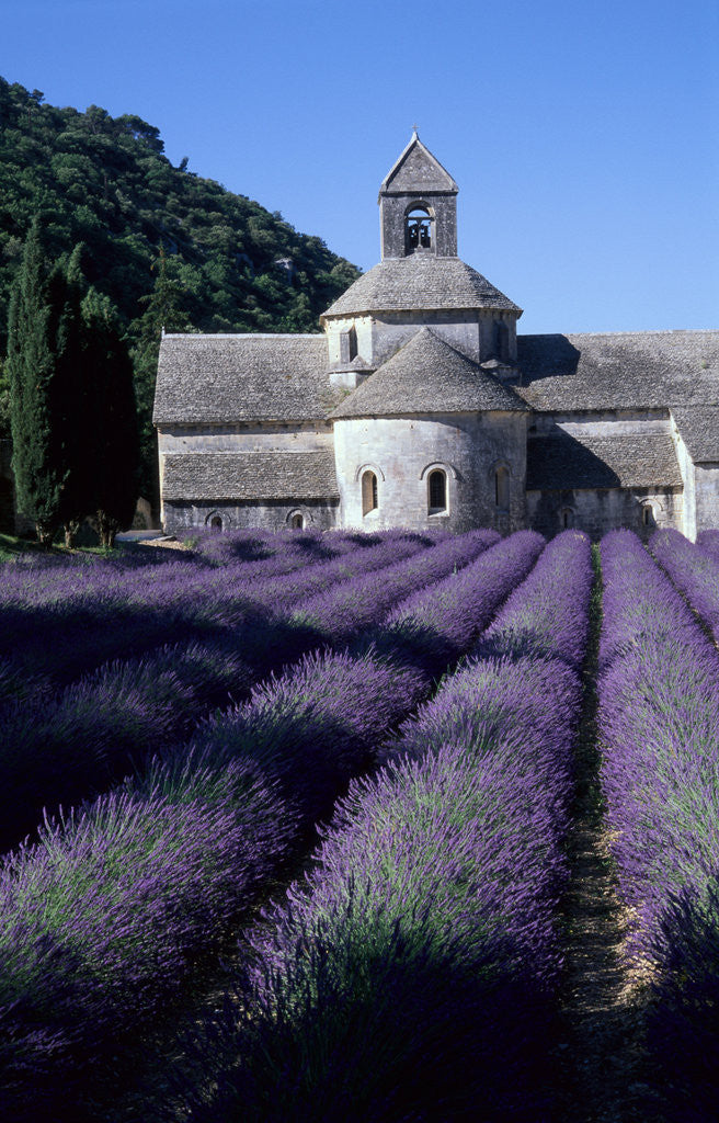 Detail of Abbey and Lavender Fields by Corbis