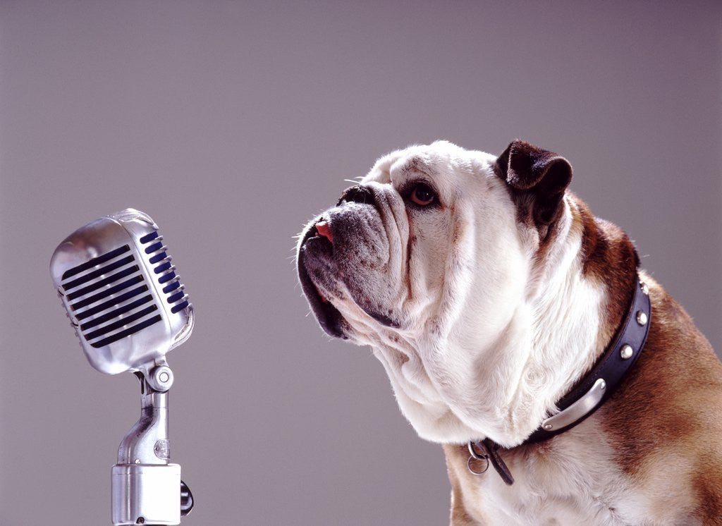 Detail of Bulldog Preparing to Sing into Microphone by Corbis