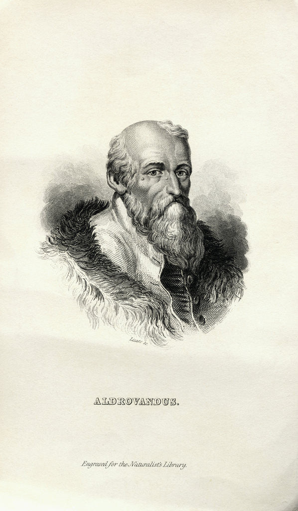 Detail of Engraving of Ulisse Aldrovandi by Anonymous