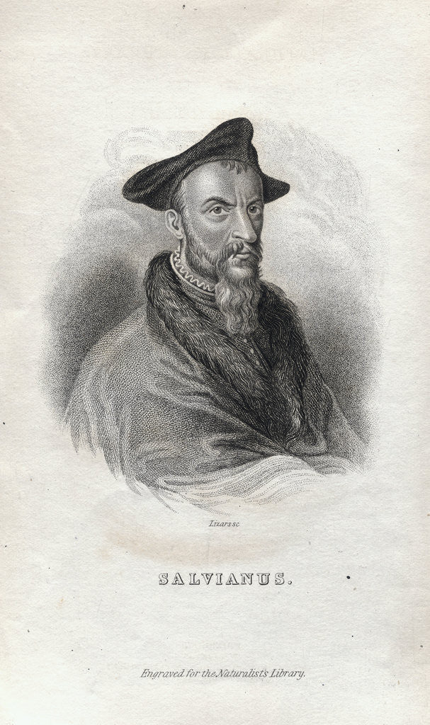 Detail of Salvianus by Lixars