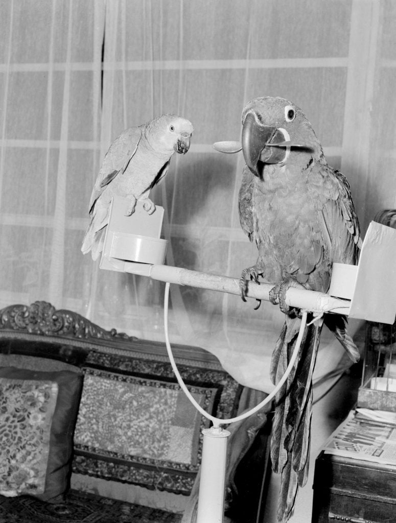 Detail of Peter the 100 year old parrot prefers to eat with a spoon by Staff