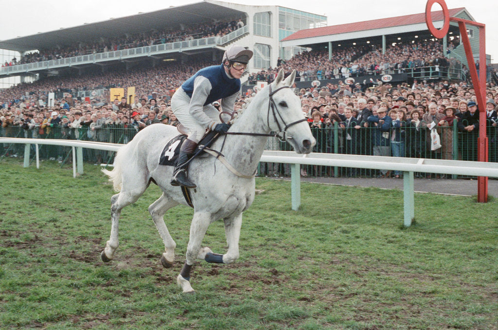 Detail of Desert Orchid by Dale Cherry