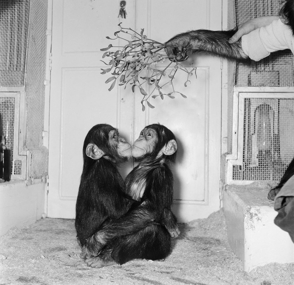 Detail of Chimpanzees of Bertram Mills circus by Chapman