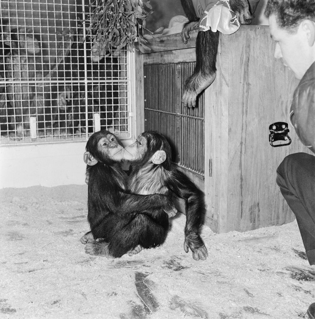 Detail of Chimpanzees of Bertram Mills circus by Chapman