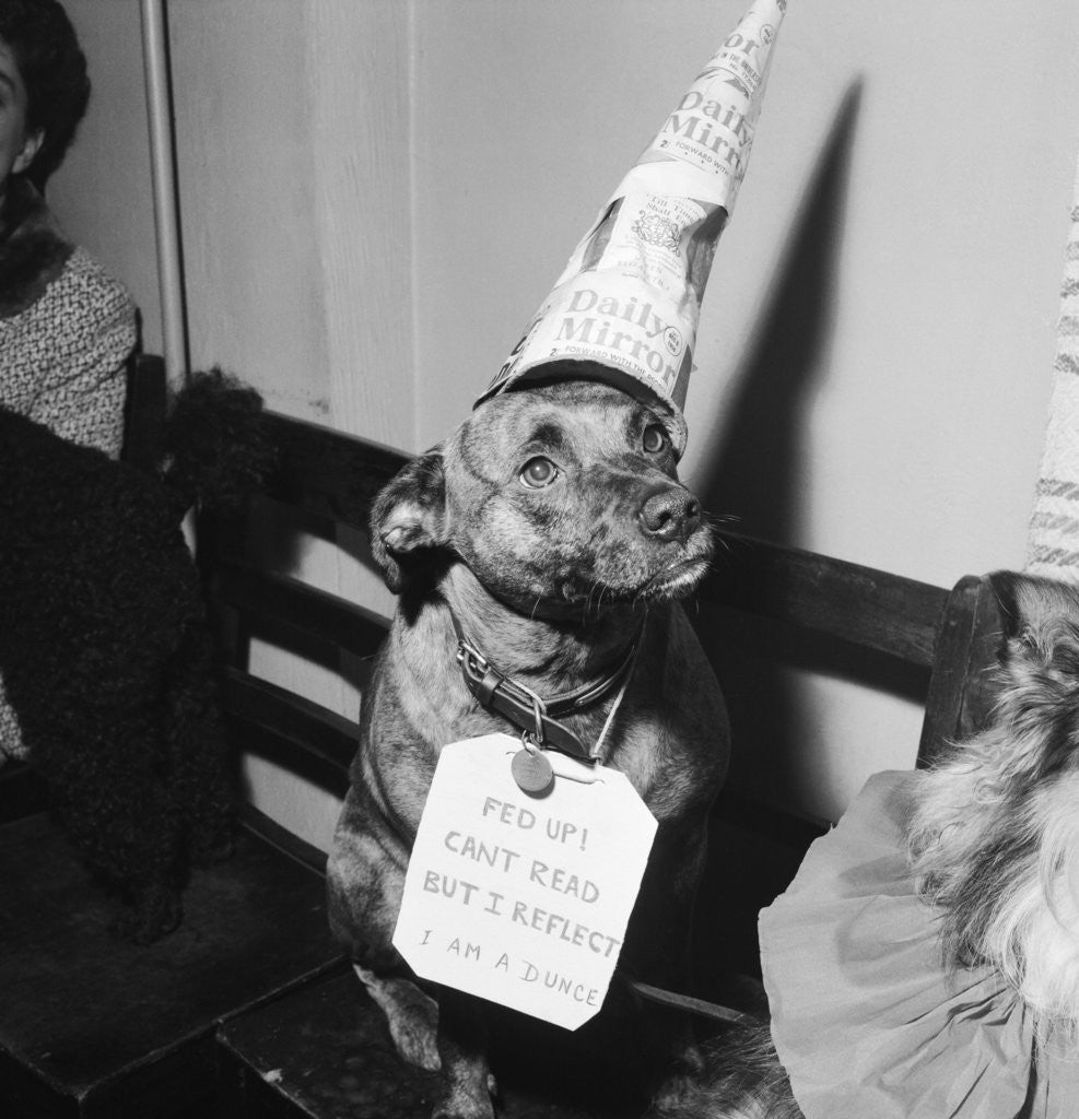 Detail of Sally the dog by Maurice Tibbles