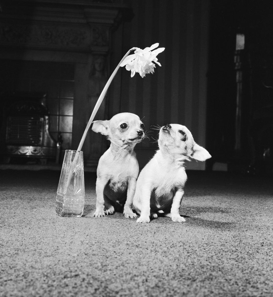 Detail of Two pups looking at a flower in a vase by Howard Walker