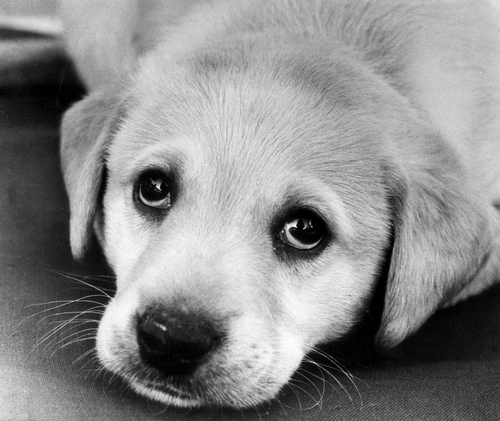 Detail of A labrador puppy looks at the camera by Freddie Reed