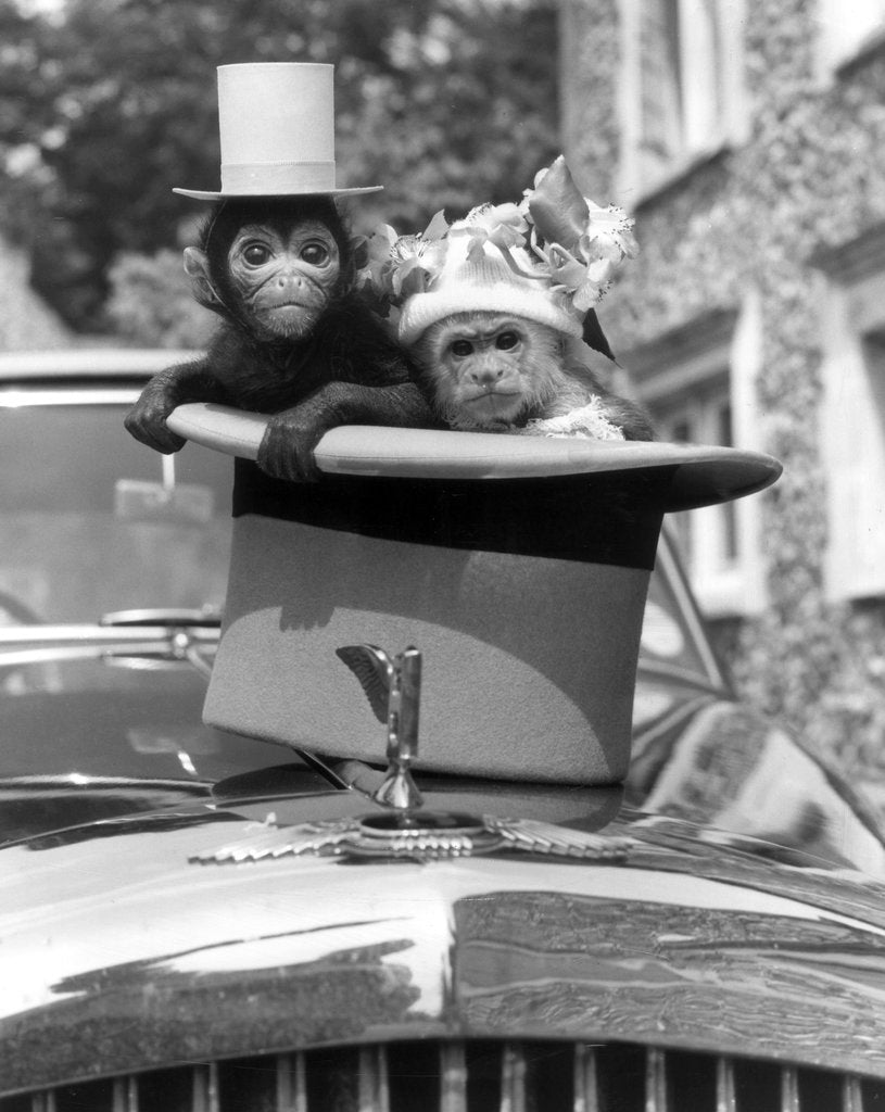 Detail of Stan the spider monkey and Hilda the Capuchin Monkey by Arthur Sidey