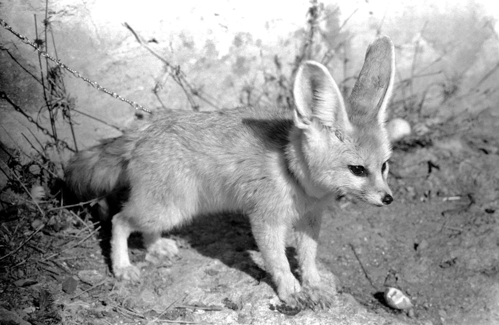 Detail of Rommella the desert fox by Staff