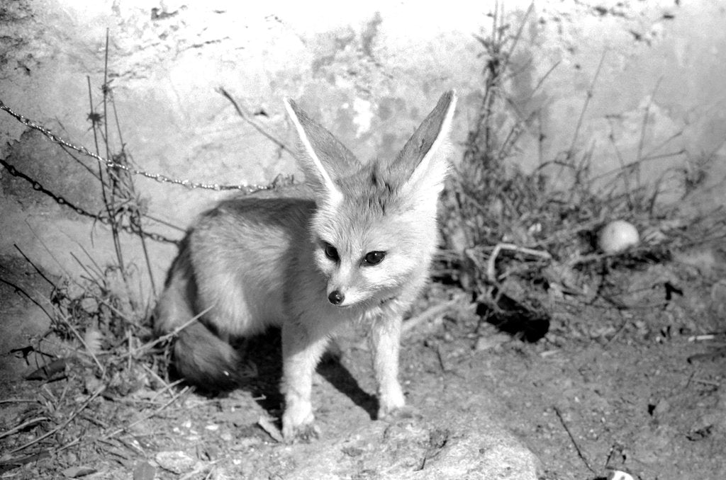 Detail of Rommella the desert fox by Staff