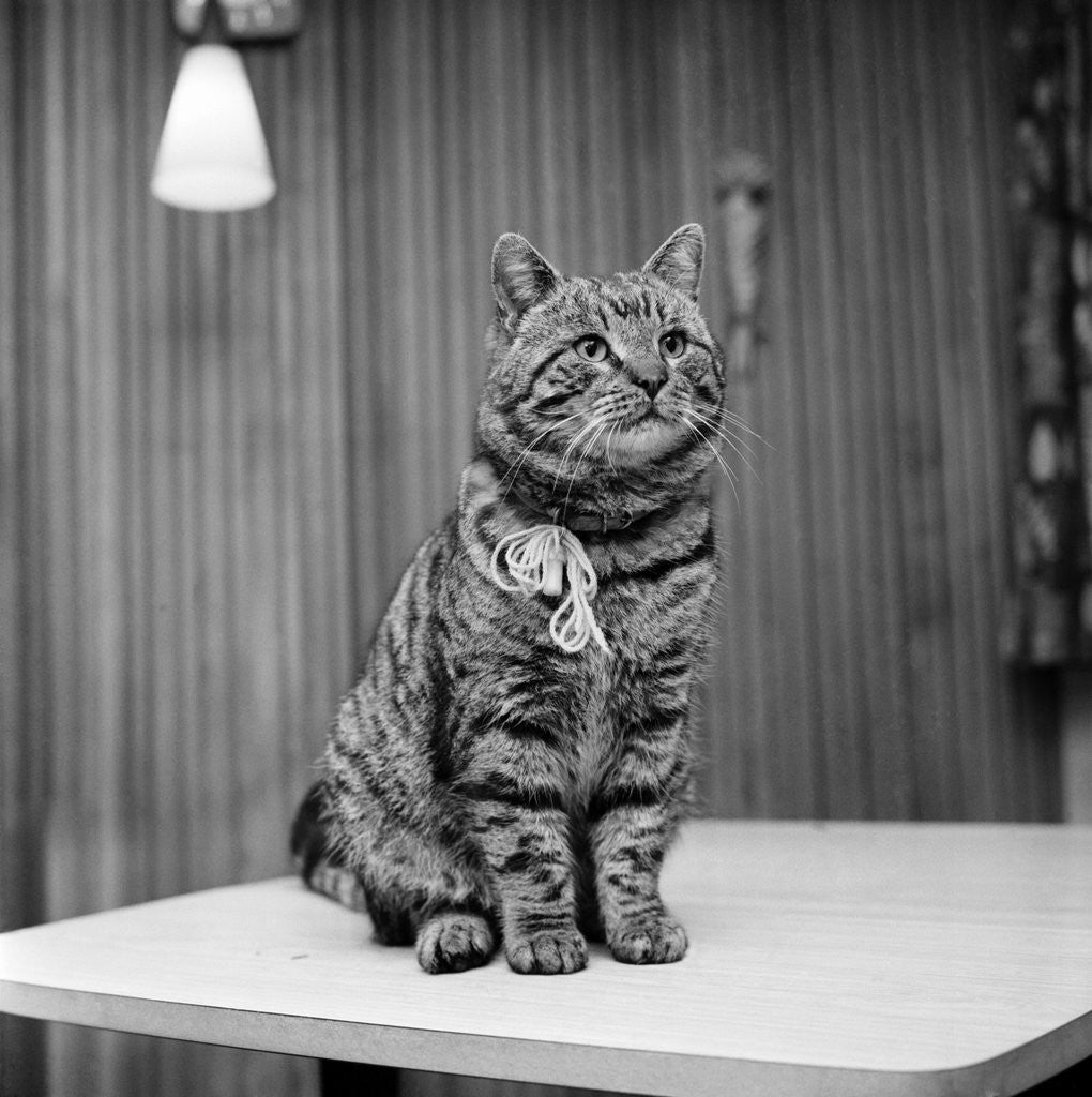 Detail of Jasper the cat with two homes by Staff