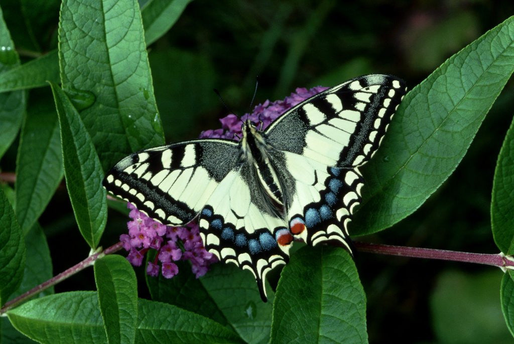 Detail of Swallowtail Butterfly by Anonymous