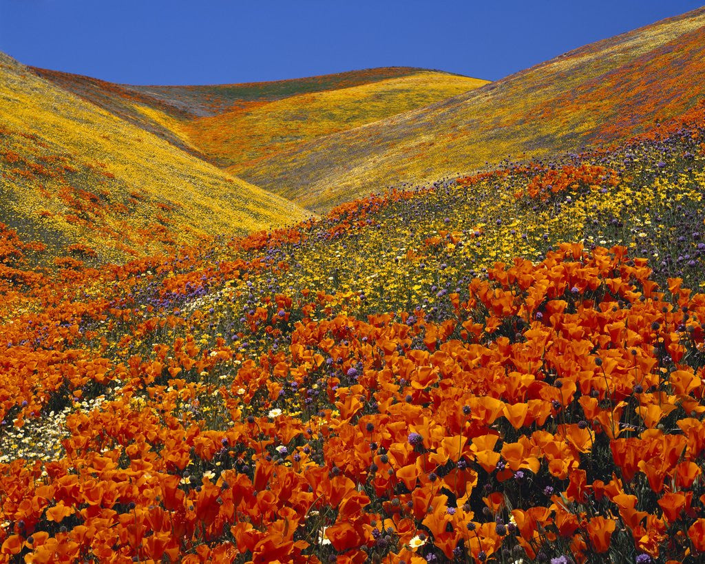 Detail of Field of blooming poppies by Anonymous