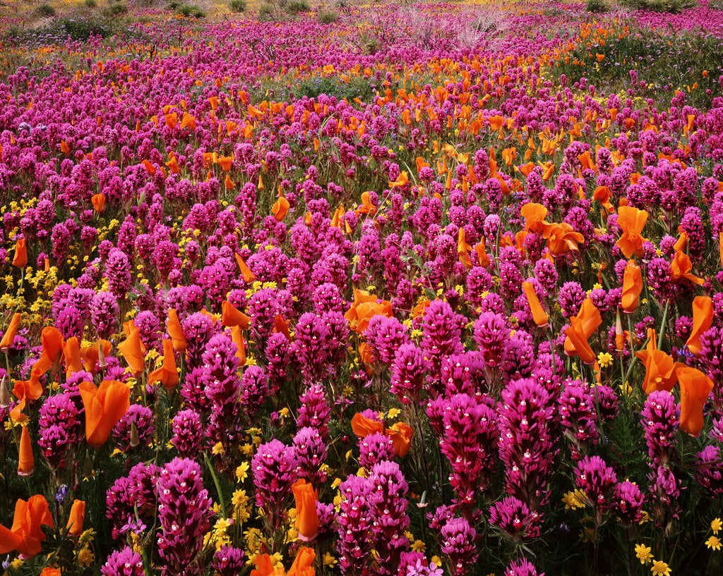 Detail of Poppy field - Antelope Valley, California by Anonymous
