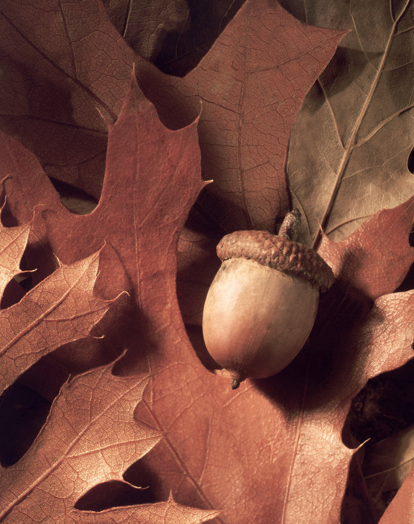 Detail of Autumn Acorns and Leaves by Corbis
