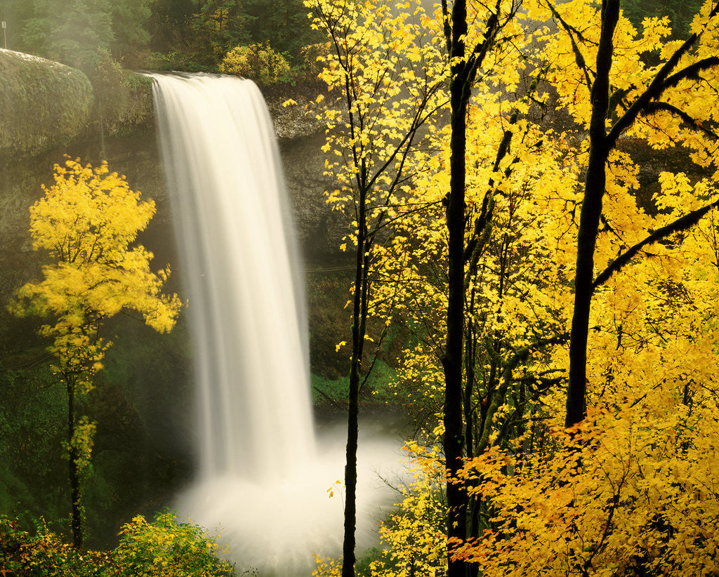 Detail of South Silver Falls in autumn - Silver Falls State Park, OR by Corbis