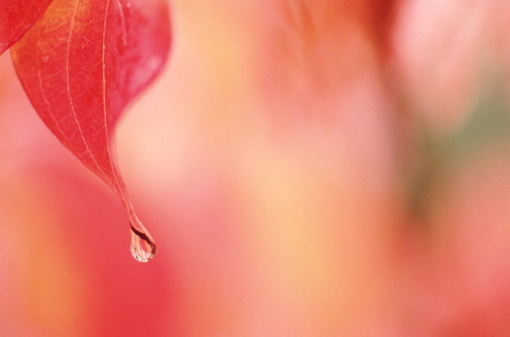 Detail of Dewdrop in the fall by Corbis