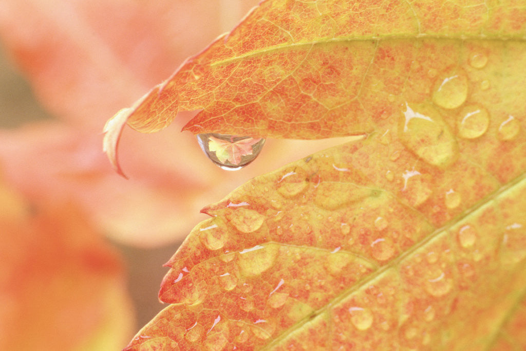 Detail of Vine maple leaf in a dew drop by Anonymous