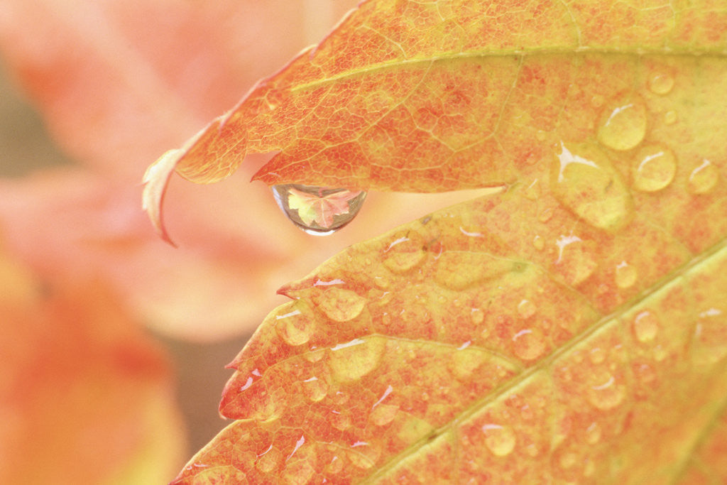 Detail of Vine maple leaf in a dew drop by Corbis