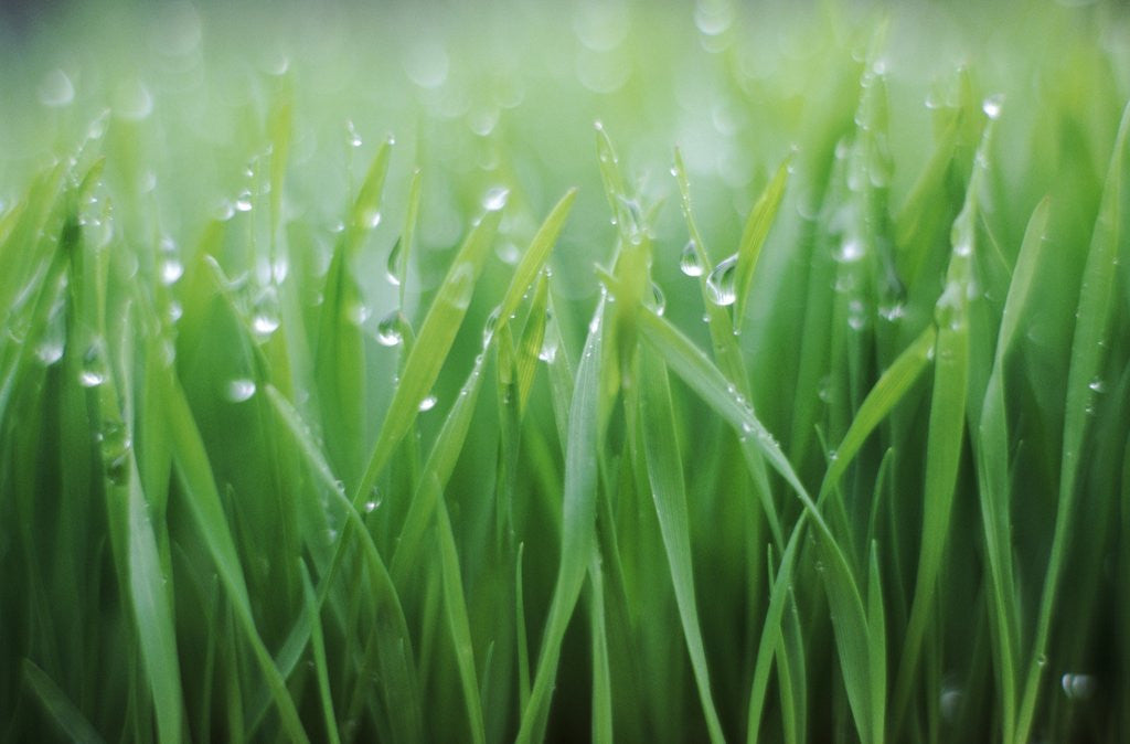 Detail of Wet grass by Anonymous