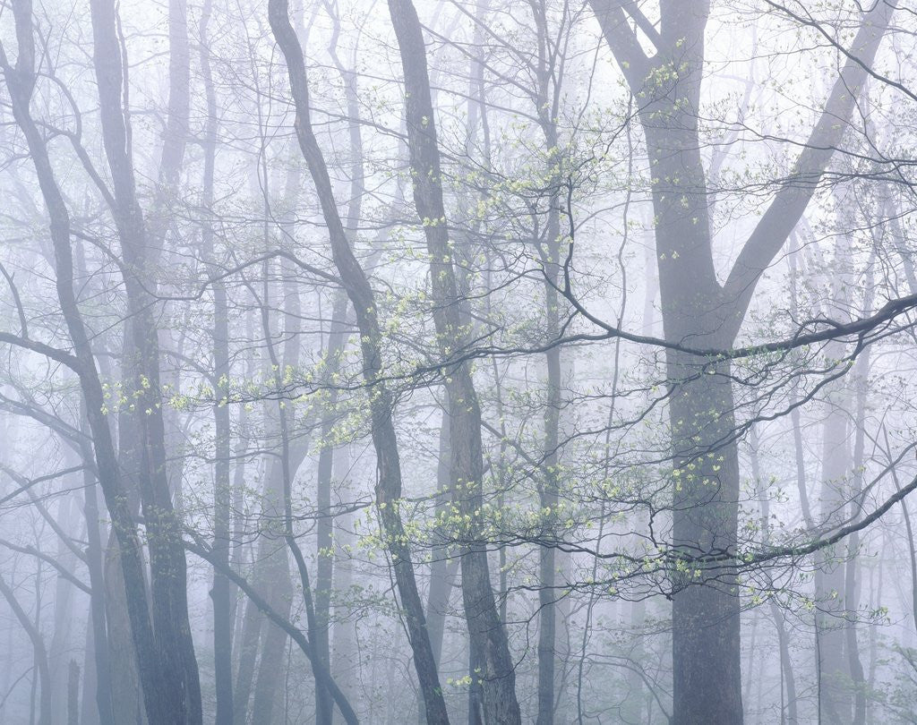 Detail of Dogwood Trees in Great Smoky Mountains National Park by Anonymous