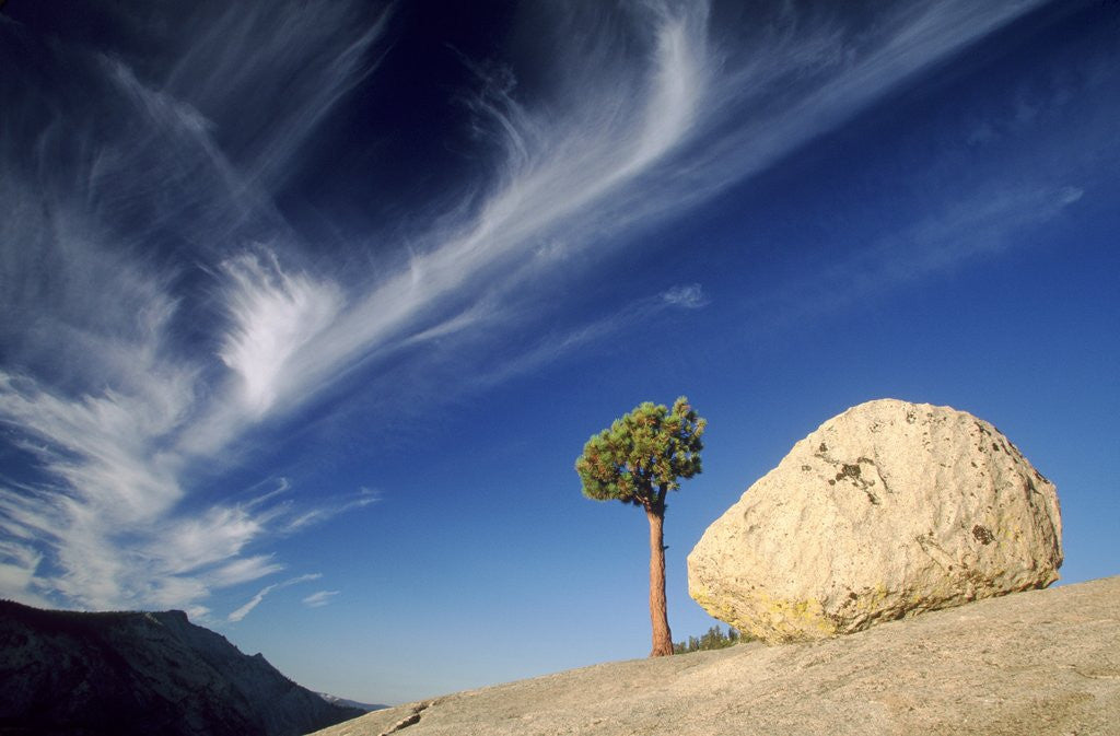 Detail of Tree and boulder - Yosemite National Park by Anonymous