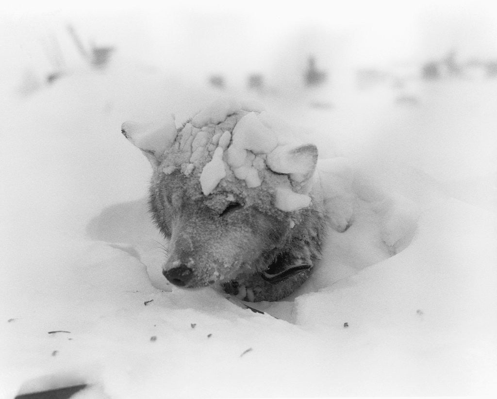 Detail of Frozen Sled Dog by Anonymous