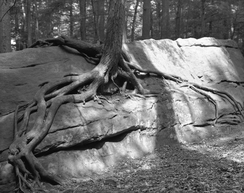 Detail of Tree Growing from a Rock by Anonymous
